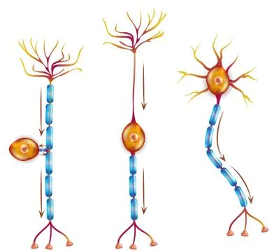 Nerve cell anatomy Stock Illustration