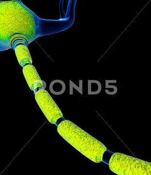 Nerve cell, artwork Stock Illustration