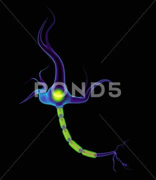 Nerve cell, artwork Stock Illustration