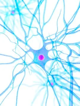 Nerve cell, artwork Stock Illustration