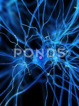 Nerve cell, artwork Stock Illustration