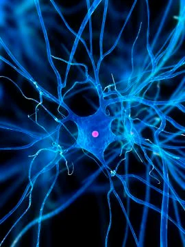 Nerve cell, artwork Stock Illustration
