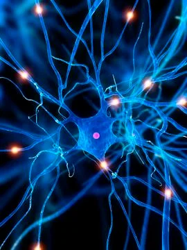 Nerve cell, artwork Stock Illustration