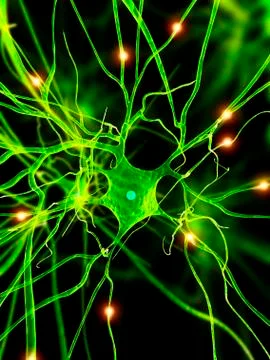 Nerve cell, artwork Stock Illustration