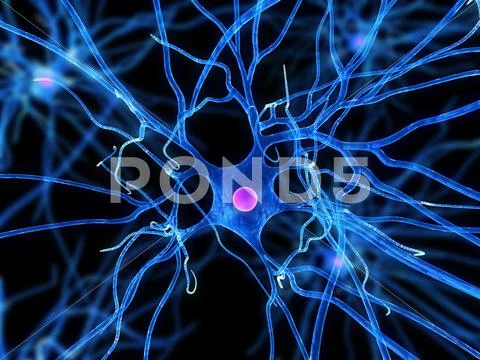 Nerve cell, artwork Stock Illustration