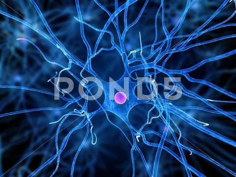 Nerve cell, artwork Stock Illustration