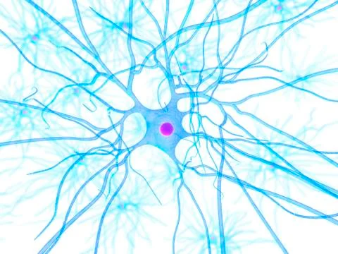 Nerve cell, artwork Stock Illustration