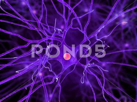 Nerve cell, artwork Stock Illustration