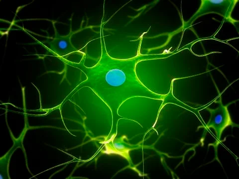 Nerve cell, artwork Stock Illustration