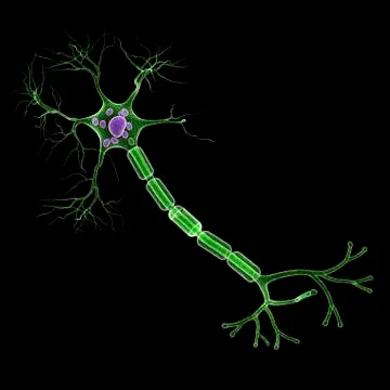 Nerve cell, artwork Stock Illustration
