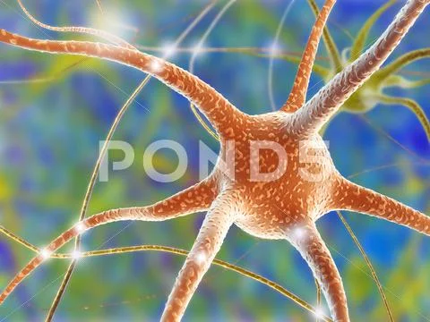 Nerve cell, computer artwork Stock Illustration