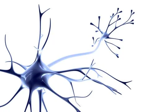 Nerve cell Stock Illustration