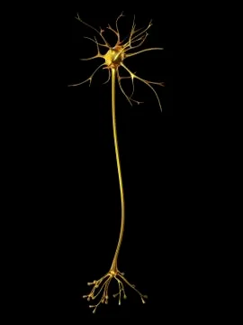 Nerve cell Stock Illustration