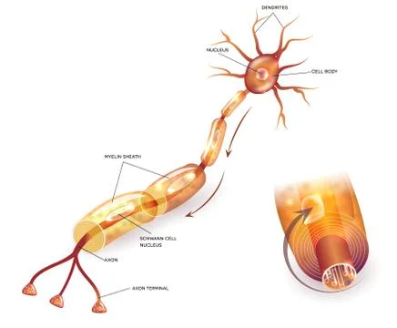 Nerve cell Stock Illustration
