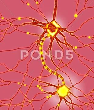 Nerve cells, artwork Stock Illustration