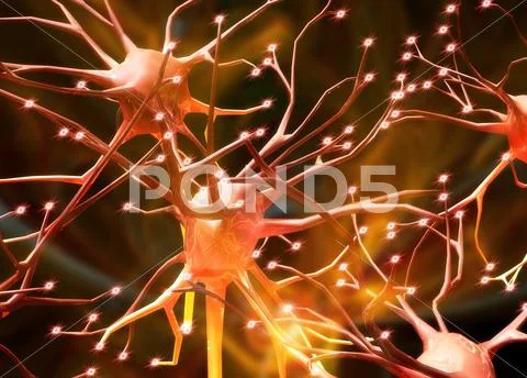 Nerve cells, artwork Stock Illustration