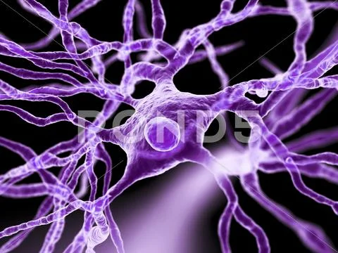 Nerve cells, artwork Stock Illustration