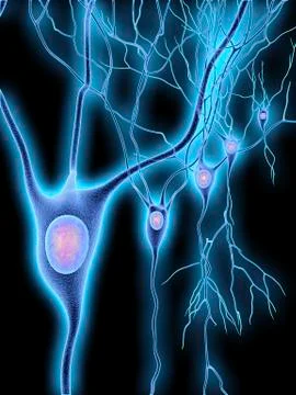 Nerve cells, artwork Stock Illustration