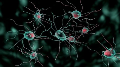 Nerve Cells Stock Footage 79676267