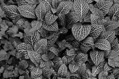 Nerve plant leaf background 스톡 사진