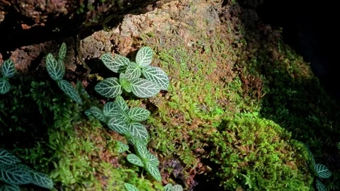 Nerve plant leave on tree trunk with moss. Stock Footage 305041698