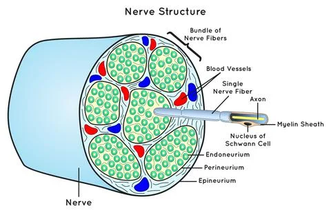 Nerve Structure Scheme Infographic Diagram for biology science education vector Stock Illustration