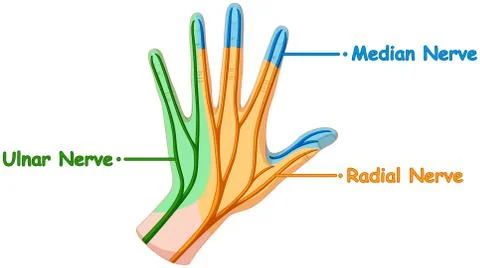 Nerve system in human hand Stock Illustration