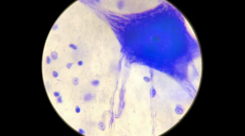 Nerve Tissue 2000x Stock Footage 39809114