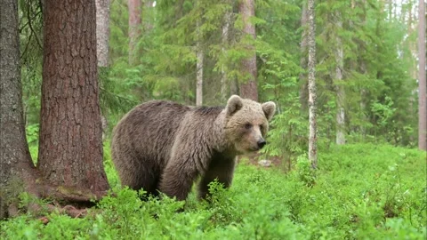 Nerveous young bear Stock Footage 152375312