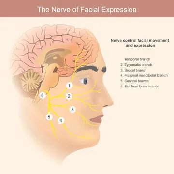 The Nerves of Facial Expression. This image illustrates the intricate netwo.. Stock Illustration