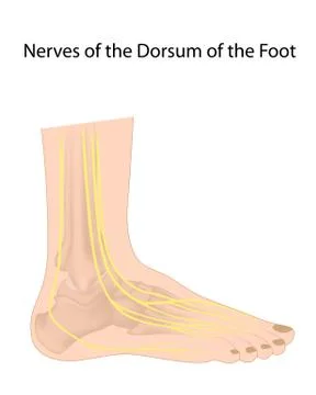 Nerves of foot Stock Illustration