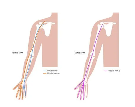 Nerves of the hand Stock Illustration
