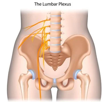 Nerves of the lumbar plexus unlabeled. Stock Illustration
