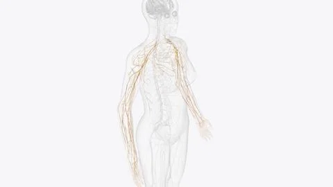 Nerves of right upper limb Stock Illustration