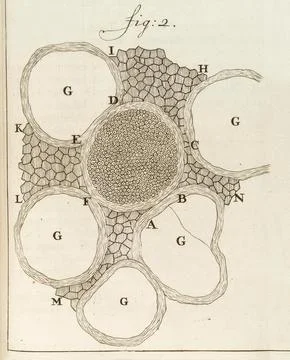 Nerves from the spinal marrow of cows and sheep, cut out and examined with .. Stock Illustration