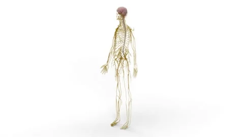 Nerveus System Stock Footage 289390152