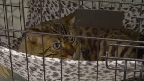 Nervous Bengal sits in hammock at cat show Stock Footage 80392284