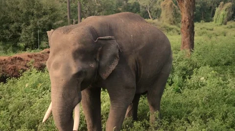 Nervous big elephant Stock Footage 60822735