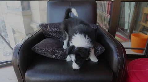 Nervous Border Collie puppy pees on a sofa Stock Footage 34967583