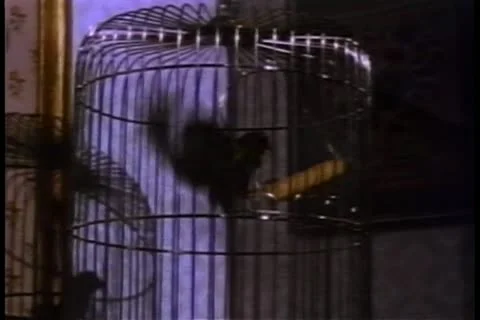 Nervous caged bird Video stock 11352898
