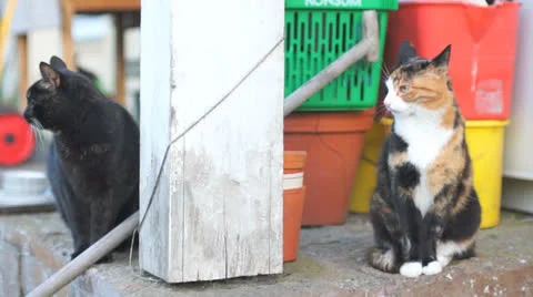 Nervous cats Stock Footage 24465813