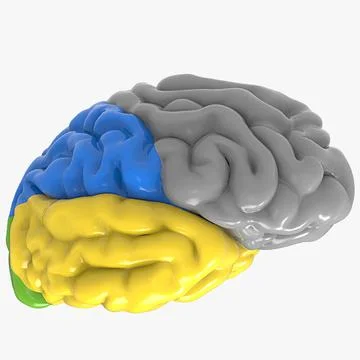 Nervous Cerebrum Colored Sections 3D Model