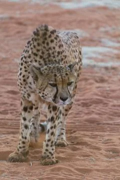 Nervous cheetah Stock Photos