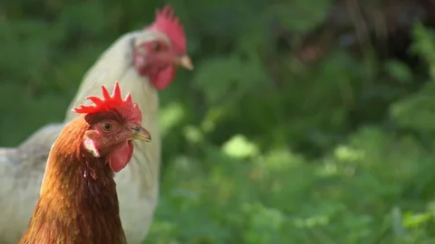Nervous chicken Stock Footage 78088781