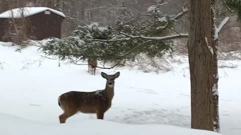 Nervous Deer Scamper Toward Forest During Winter Snowstorm-New York State Stock Footage 170900382