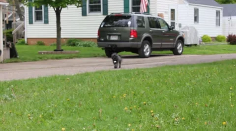 Nervous dog comes when called Stock Footage 5465272