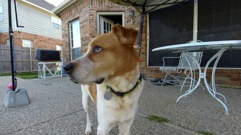 Nervous Dog Vidéo 102914320