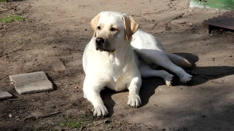 Nervous dog labrador lab Stock Footage
