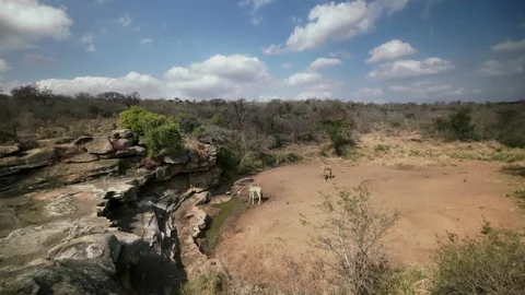 Nervous giraffes aware of danger while drinking at a waterhole. Stock Footage 169936817