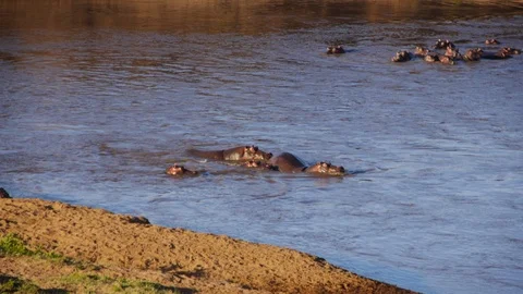 Nervous hippos in the river thinking what is this flying thing going to bring th Stock Footage 106793198